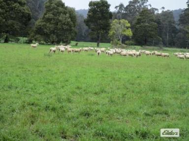 Farm Sold - TAS - Forth - 7310 - FORTH RIVER FRONTAGE - 4.487 HECTARES (11 acres)  (Image 2)