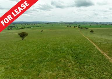 Farm Sold - NSW - Oura - 2650 - Prime Leasing Opportunity  (Image 2)