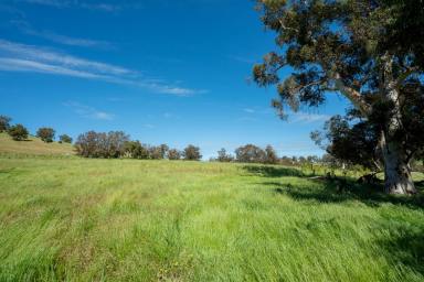 Farm Sold - WA - North Dandalup - 6207 - Hidden in a pretty valley fronting the North Dandalup River.  (Image 2)