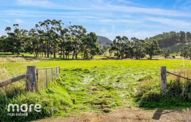 Farm Sold - TAS - Kellevie - 7176 - Make your home among the gumtree's  (Image 2)