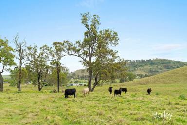 Farm Sold - NSW - Lewinsbrook - 2311 - ALLYN RIVER FRONTAGE | 112 ACRES  (Image 2)