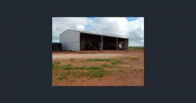 Farm For Sale - SA - Kimba - 5641 - Well Regarded Farming Grazing Kimba  (Image 2)