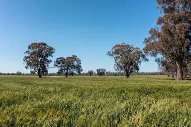 Farm Sold - VIC - Miepoll - 3666 - "North Park" A Versatile Cropping/Grazing Opportunity With 2.8km* Of Creek Frontage  (Image 2)