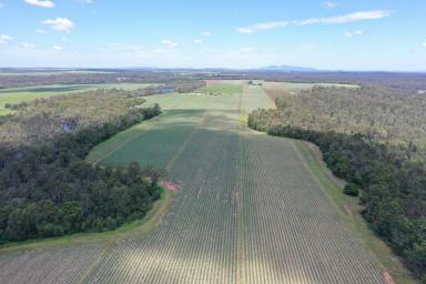 Farm For Sale - QLD - North Gregory - 4660 - 134.7 ACRES OF CULTIVATED HORTICULTURE LAND - RED SOIL  (Image 2)