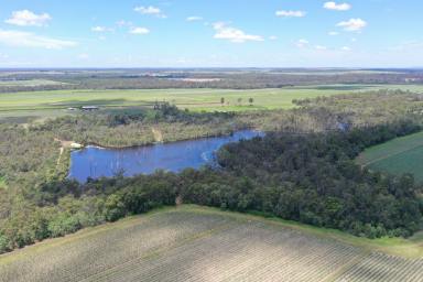 Farm For Sale - QLD - North Gregory - 4660 - 134.7 ACRES OF CULTIVATED HORTICULTURE LAND - RED SOIL  (Image 2)