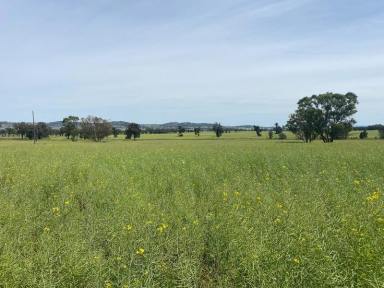 Farm Sold - NSW - Gooloogong - 2805 - Prime Mixed Farming and Grazing  (Image 2)