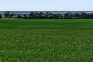 Farm For Sale - WA - Hyden - 6359 - Hyden Cropping Country  (Image 2)