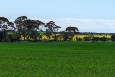 Farm For Sale - WA - Hyden - 6359 - Hyden Cropping Country  (Image 2)