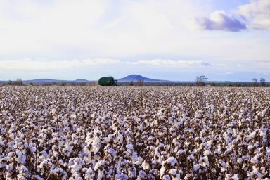 Farm Sold - NSW - Narrabri - 2390 - Mixed Farming with Three Income Streams  (Image 2)