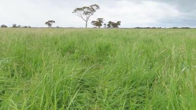 Farm Sold - SA - Lucindale - 5272 - Solid Grazing with Further Development Potential  (Image 2)