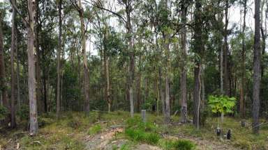 Farm Sold - QLD - Cedar Pocket - 4570 - TREE HUGGERS PARADISE  (Image 2)