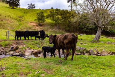 Farm Auction - NSW - Jaspers Brush - 2535 - 'Bellevue'  (Image 2)