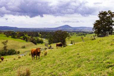 Farm For Sale - NSW - Jaspers Brush - 2535 - 'Bellevue'  (Image 2)