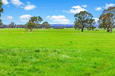 Farm Sold - VIC - Ballyrogan - 3375 - EXCELLENT CENTRAL WESTERN DISTRICT CROPPING - GRAZING COUNTRY  (Image 2)