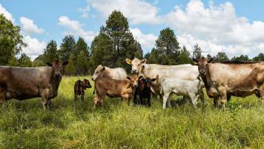 Farm Sold - NSW - Dubbo - 2830 - Rural lifestyle Close to Dubbo  (Image 2)