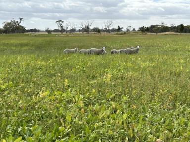 Farm Sold - SA - Wepar - 5278 - Solid Grazing With Horticultural Potential  (Image 2)