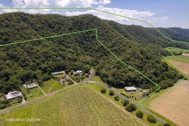Farm Sold - QLD - Daintree - 4873 - HUGE LAND ALLOTMENT IN PARADISE  (Image 2)