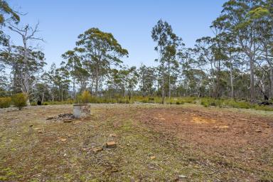 Farm For Sale - TAS - Forcett - 7173 - This could be your 100 acre Wood with all the benefits of adjoining the National Park of Woodvine  (Image 2)