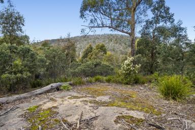 Farm For Sale - TAS - Forcett - 7173 - Meet me in the middle  (Image 2)