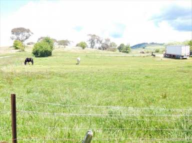 Farm Sold - NSW - Nimmitabel - 2631 - Village Blocks Nimmitabel   (Image 2)