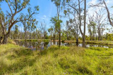Farm Sold - QLD - Sandy Camp - 4361 - Just the Right Amount of Privacy!  (Image 2)