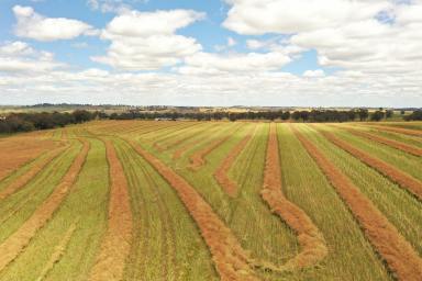 Farm Sold - NSW - Monteagle - 2594 - Prime Land in The Hilltops Region  (Image 2)