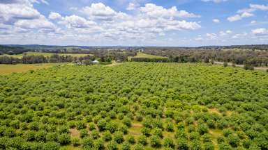 Farm Sold - NSW - Elong Elong - 2831 - WIWO Established Pistachio Farm With Location, Lifestyle & Productivity  (Image 2)