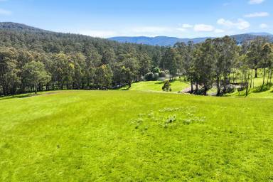 Farm Sold - VIC - Noojee - 3833 - 15 ACRES - CREATE THAT LIFESTYLE  (Image 2)