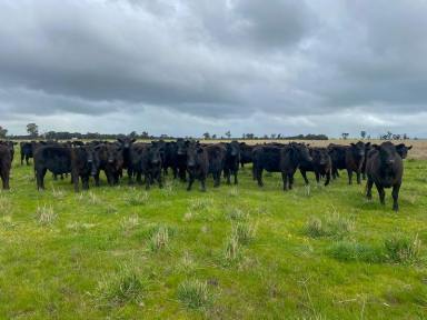Farm For Sale - NSW - Culcairn - 2660 - Quality Mixed Farming and Grazing  (Image 2)