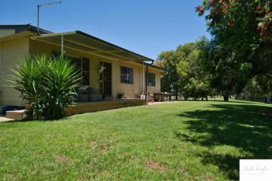 Farm Sold - NSW - Gunnedah - 2380 - RURAL LIFESTYLE OPPORTUNITY ONLY MINUTES NORTH OF GUNNEDAH  (Image 2)