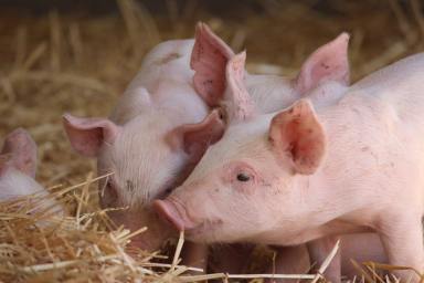 Farm Expressions of Interest - QLD - via Toowoomba - 4350 - Riverbend Pork Group - One of the largest pork producers in Eastern Australia  (Image 2)