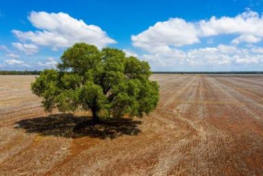 Farm For Sale - NSW - Tottenham - 2873 - Broadacre Cropping Country - Get ready for the next big crop!!  (Image 2)