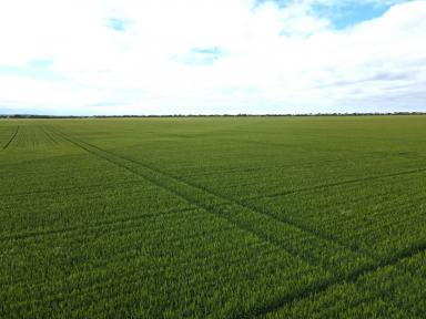 Farm Sold - SA - Yorke Valley - 5573 - Productive Yorke Valley cropping land – For Sale  (Image 2)