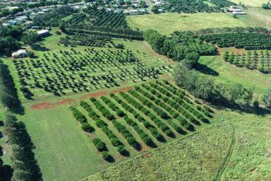 Farm For Sale - QLD - Childers - 4660 - LIFESTYLE WITH INCOME  (Image 2)