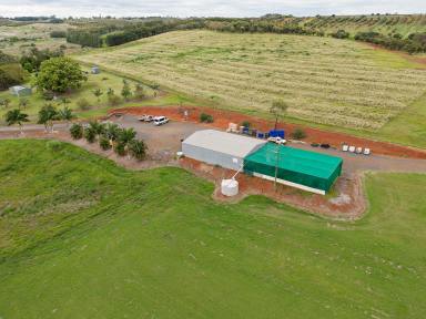 Farm For Sale - QLD - North Isis - 4660 - "COMPASS" AVOCADO ORCHARD  (Image 2)