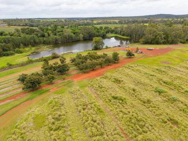 Farm For Sale - QLD - North Isis - 4660 - "COMPASS" AVOCADO ORCHARD  (Image 2)