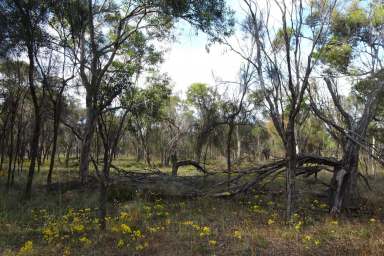 Farm Sold - WA - Nomans Lake - 6312 - Watch The New Shoots Grow  (Image 2)