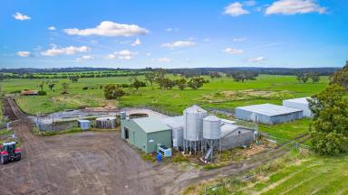 Farm Sold - VIC - Irrewillipe East - 3249 - COLAC DISTRICT DAIRY COUNTRY  (Image 2)