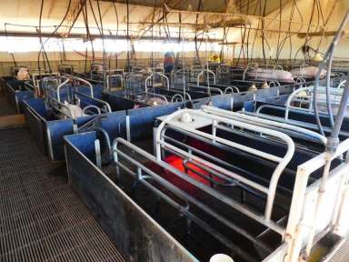 Farm Sold - WA - Ongerup - 6336 - Fully Operational QA Piggery  (Image 2)