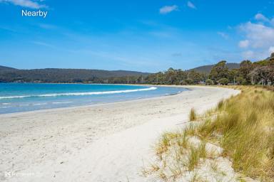 Farm For Sale - TAS - Adventure Bay - 7150 - Inspirational Forest at Adventure Bay on Bruny Island  (Image 2)