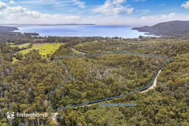 Farm For Sale - TAS - Adventure Bay - 7150 - Inspirational Forest at Adventure Bay on Bruny Island  (Image 2)