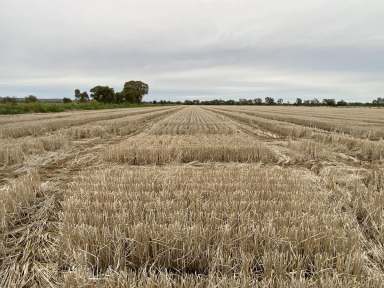 Farm Sold - NSW - Myall Park - 2681 - GREAT ENTRY-LEVEL IRRIGATION FARM  (Image 2)