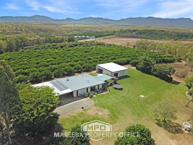 Farm For Sale - QLD - Mareeba - 4880 - COMMERCIAL ORCHARD FARM, CAIRNS SIDE  (Image 2)