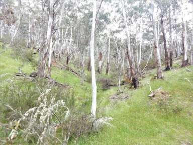 Farm For Sale - NSW - Adaminaby - 2629 - Lake Eucumbene Block  (Image 2)