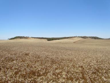 Farm Sold - WA - Naraling - 6532 - Excellent Opportunity, purchase as a whole or Separately  (Image 2)