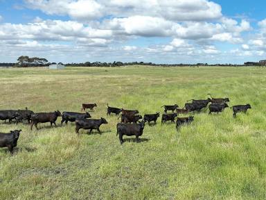 Farm Sold - VIC - Beeac - 3251 - PRIME PRODUCTIVE COLAC DISTRICT COUNTRY  (Image 2)