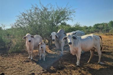 Farm For Sale - WA - Fitzroy Crossing - 6765 - Outstanding Breeding property and Herd  (Image 2)