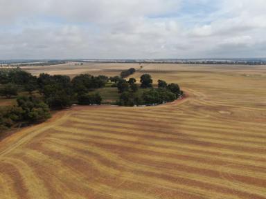 Farm Sold - NSW - Ungarie - 2669 - Red Loam Soils  With Full Moisture Profile  (Image 2)