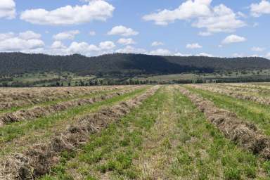 Farm For Sale - NSW - Scone - 2337 - 105 acres of highly productive agricultural land, located minutes from Scone, the Horse Capital of Australia  (Image 2)