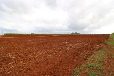 Farm Sold - QLD - South Isis - 4660 - 13.88 ACRES OF HIGH RED SOIL FOR THE PERFECT HINTERLAND HOMESTEAD  (Image 2)